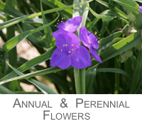 Known Flowers Annuals and Perennials
