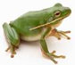 Ponds and Waterfall Section Head Frog
