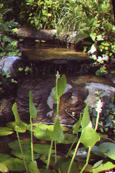 Garden Ponds Garden Waterfalls Garden Fountains Koi Ponds