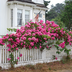 Cottage Style Gardens